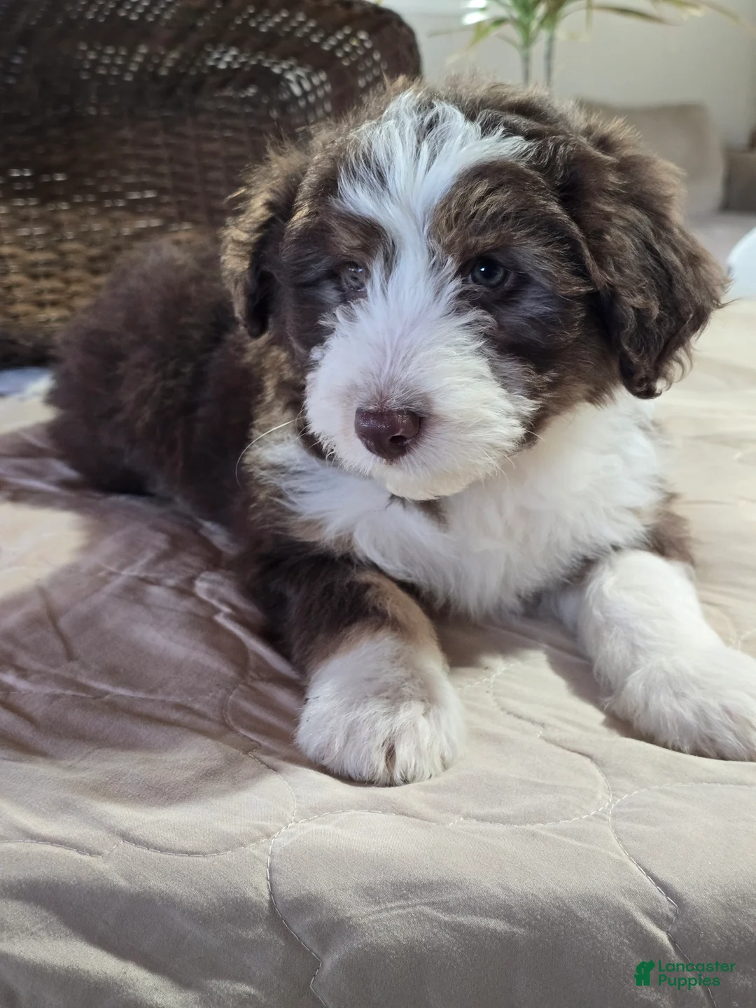 Aussiedoodle dogs for sale: Leo - Ad 5