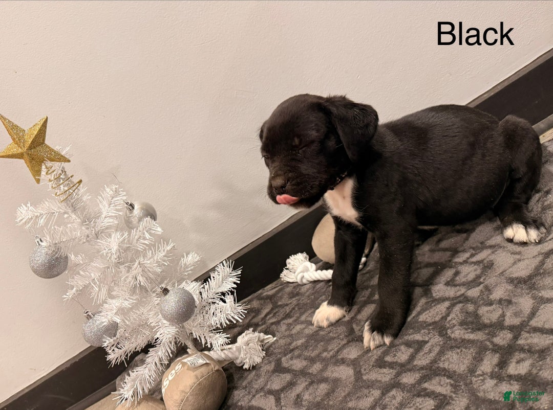 Cane Corso dogs for sale: viola ( Black)  - Ad 3