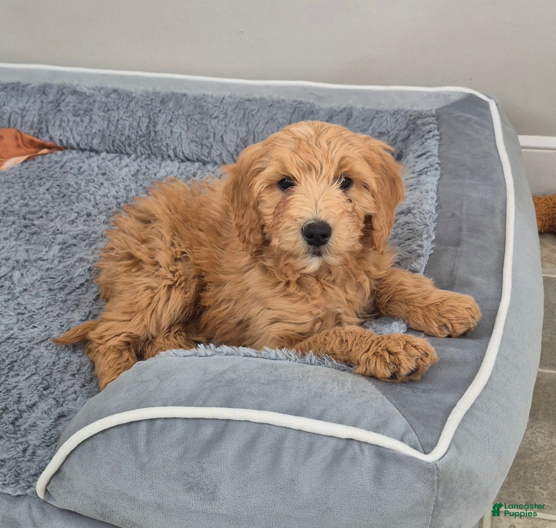 Goldendoodle dogs Theo - Ad 42