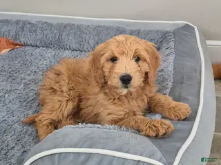 Goldendoodle dogs Theo - Ad 42