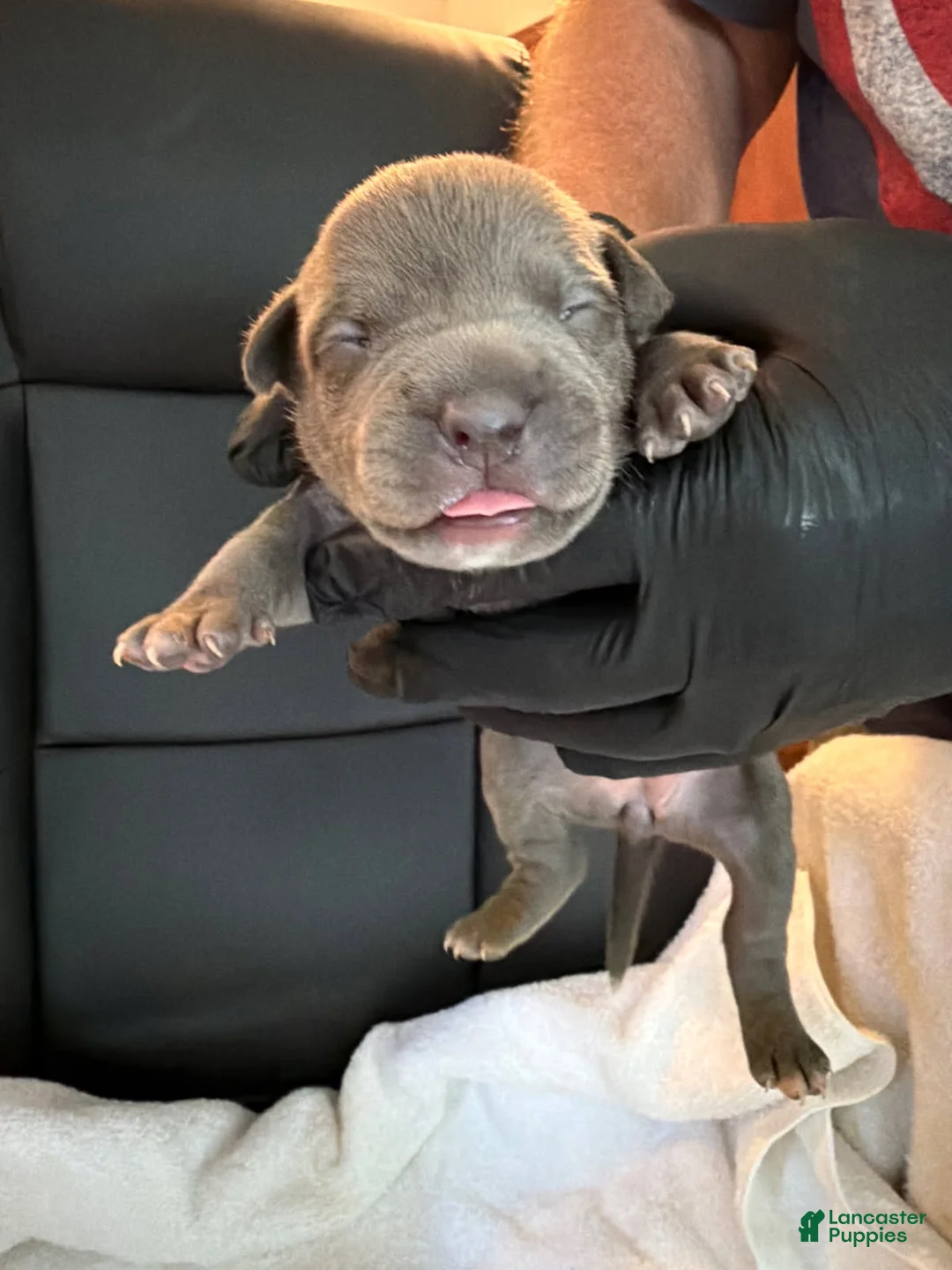 American Bully dogs for sale: Lydia - Ad 2