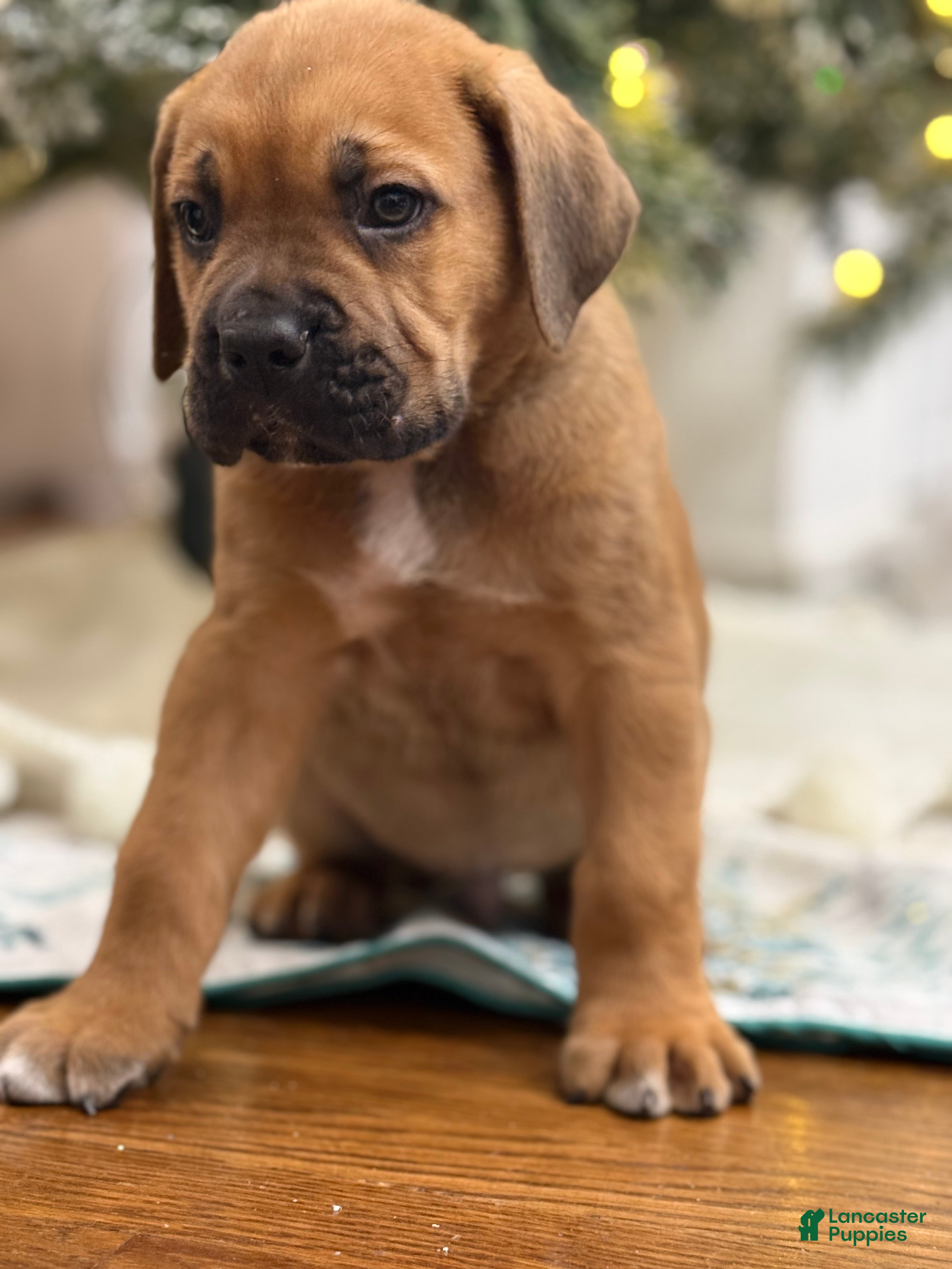 Cane Corso dogs Chianti - Ad 14