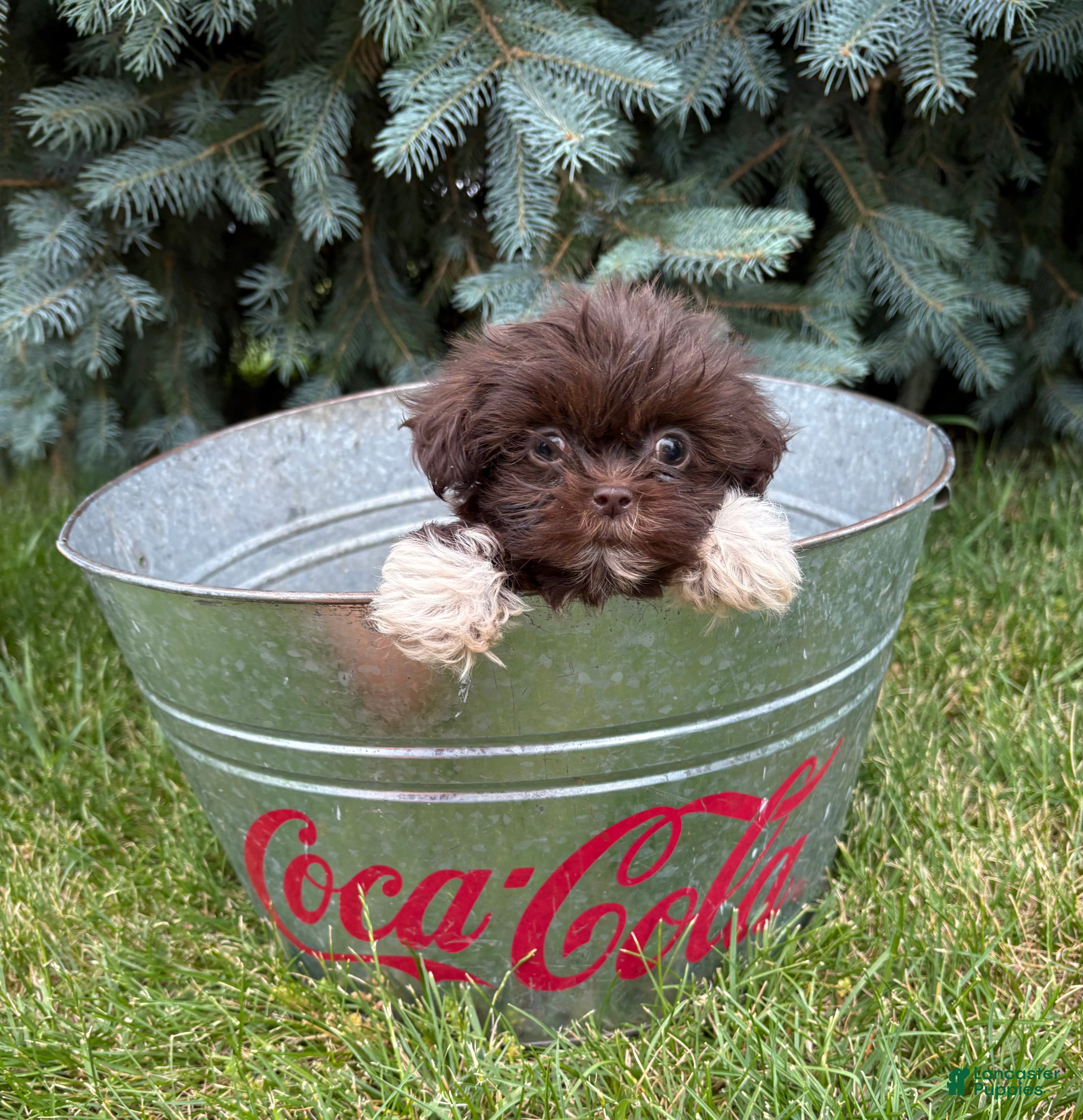 Shih Tzu dogs Harvey - Ad 2