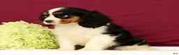 Cavalier King Charles Spaniel dogs for sale: Graham - Ad 4