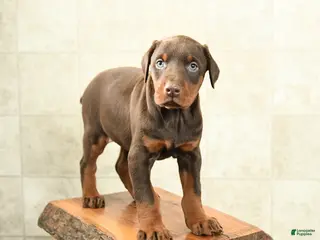 Doberman Pinscher dogs Fern - Ad 1