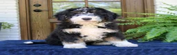 Mini Bernedoodle dogs for sale: Nemo  - Ad 1
