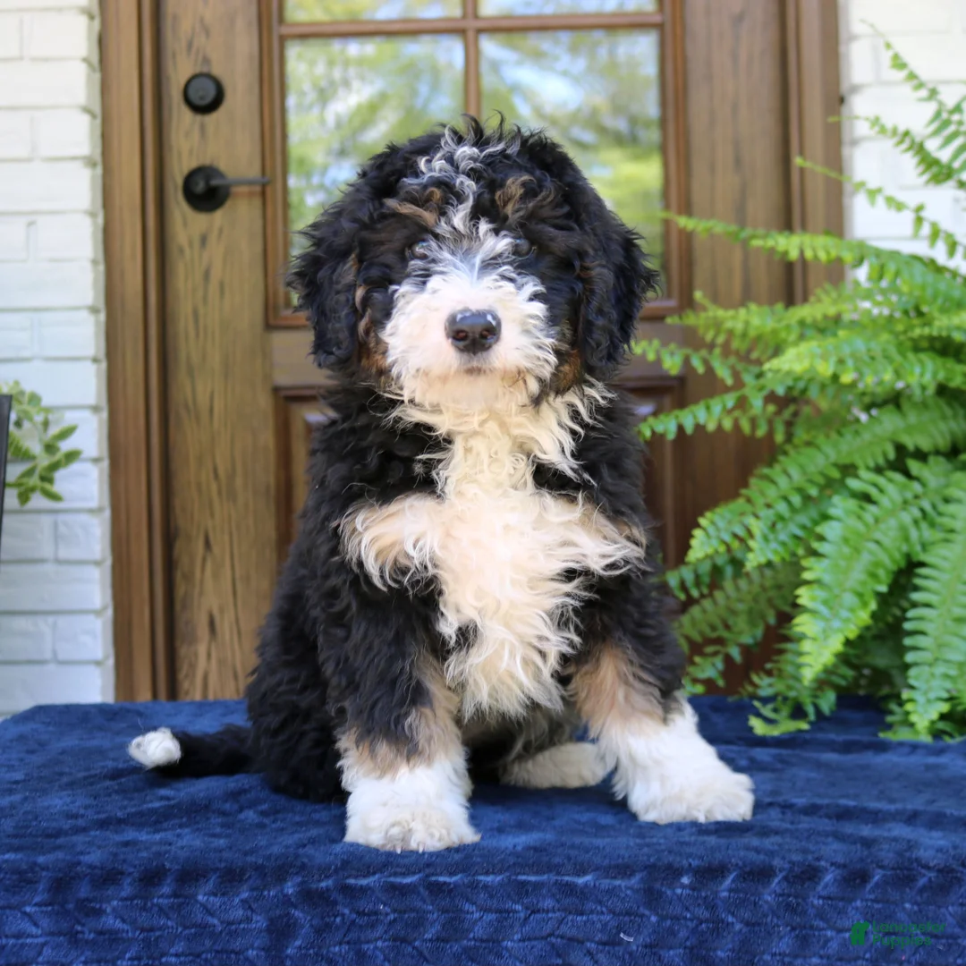 Mini Bernedoodle dogs for sale: Nemo  - Ad 1