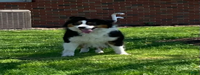 Roscoe 