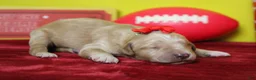 Goldendoodle dogs for sale: Cinder  - Ad 6