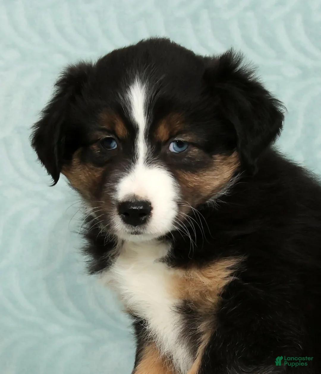 Australian Shepherd dogs for sale: Bo - Ad 9