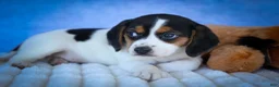 Beagle dogs for sale: Ollie Belle - Ad 8