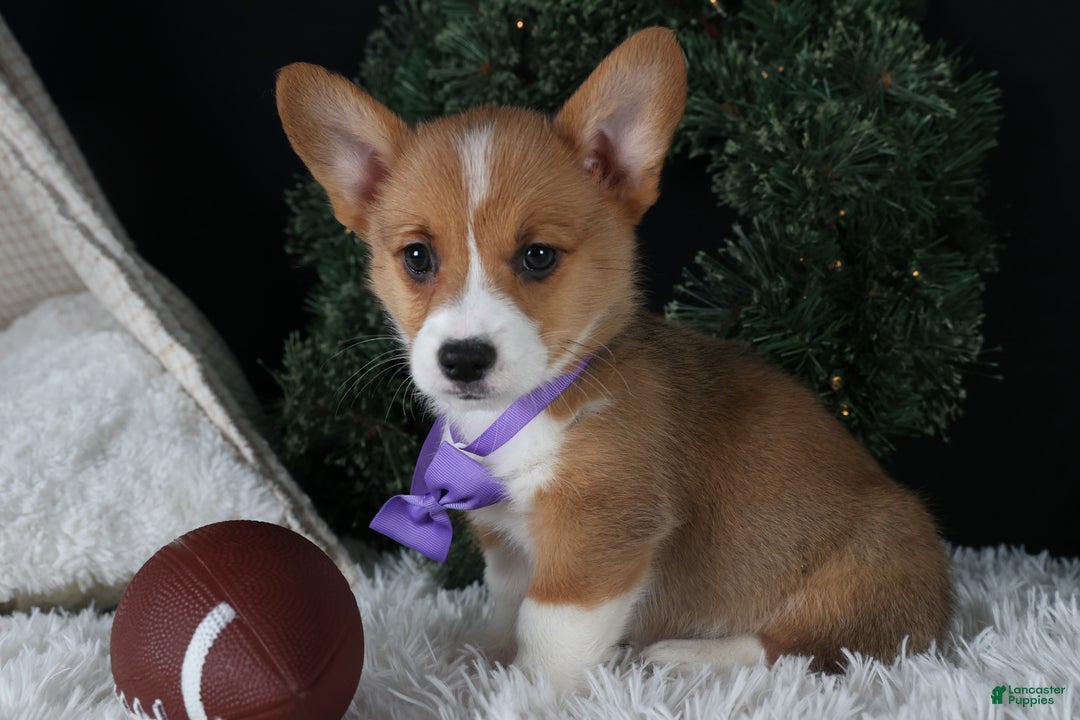 Welsh Corgi Pembroke dogs for sale: Holden - Ad 33