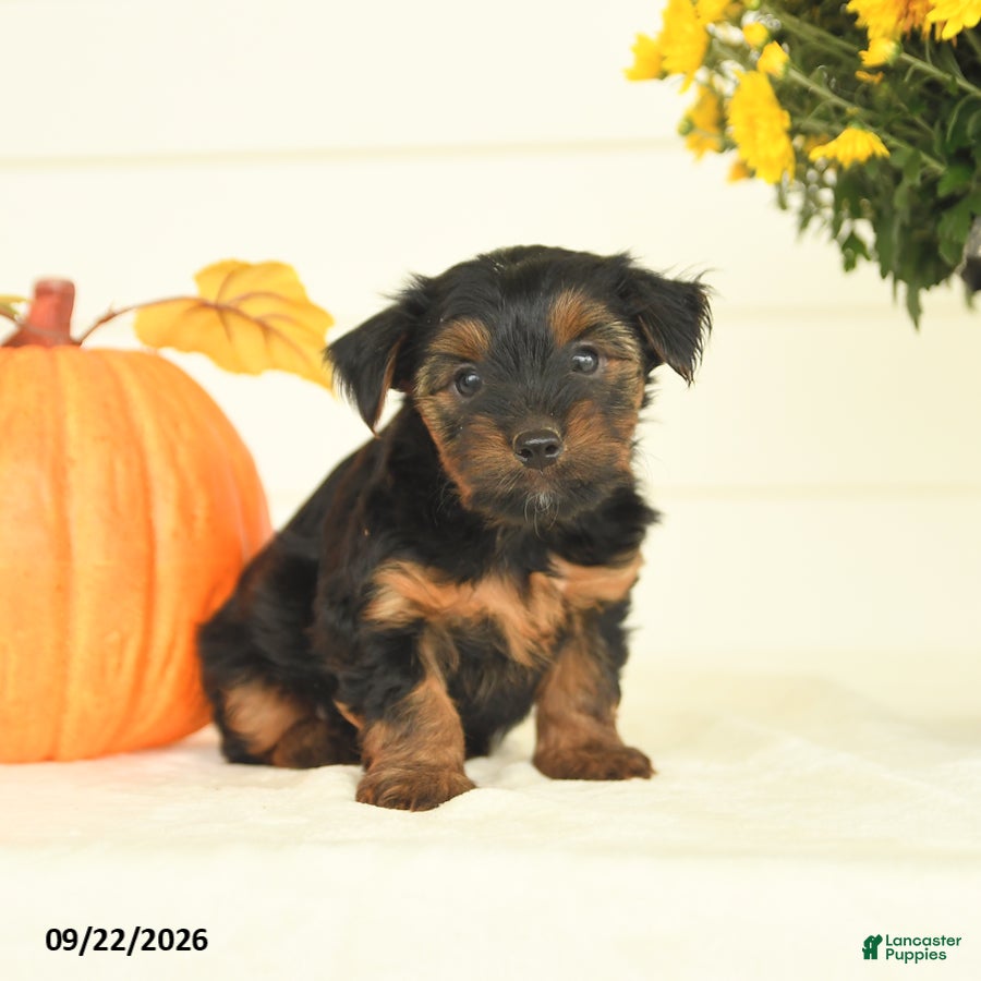 Yorkshire Terrier dogs for sale: Buddy - Ad 1