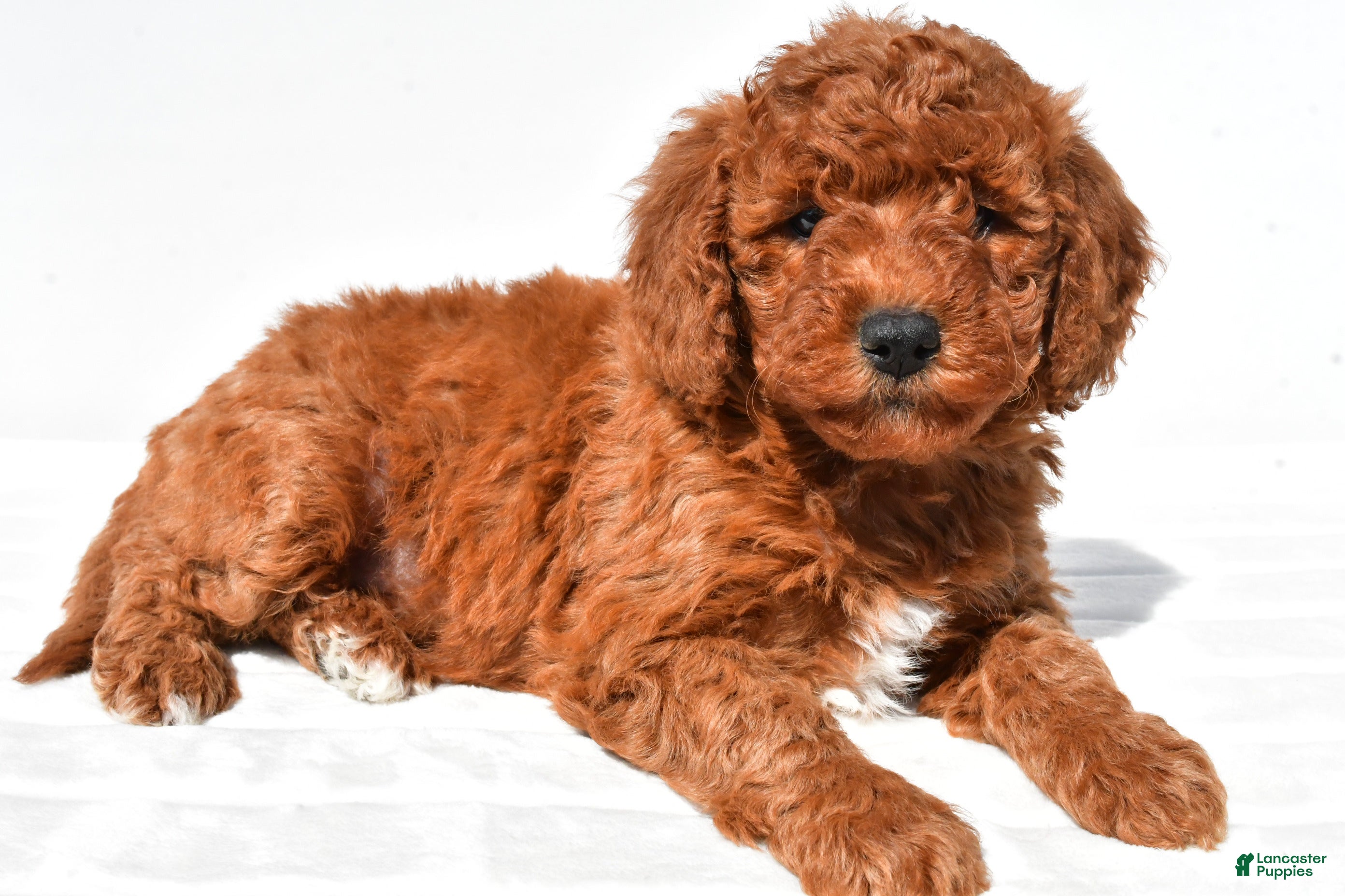 Mini Goldendoodle dogs Hazel - Ad 1