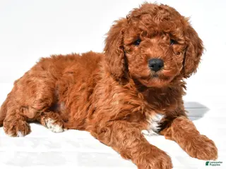 Mini Goldendoodle dogs for sale: Hazel - Ad 1
