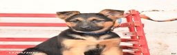German Shepherd dogs for sale: Willow - Ad 10