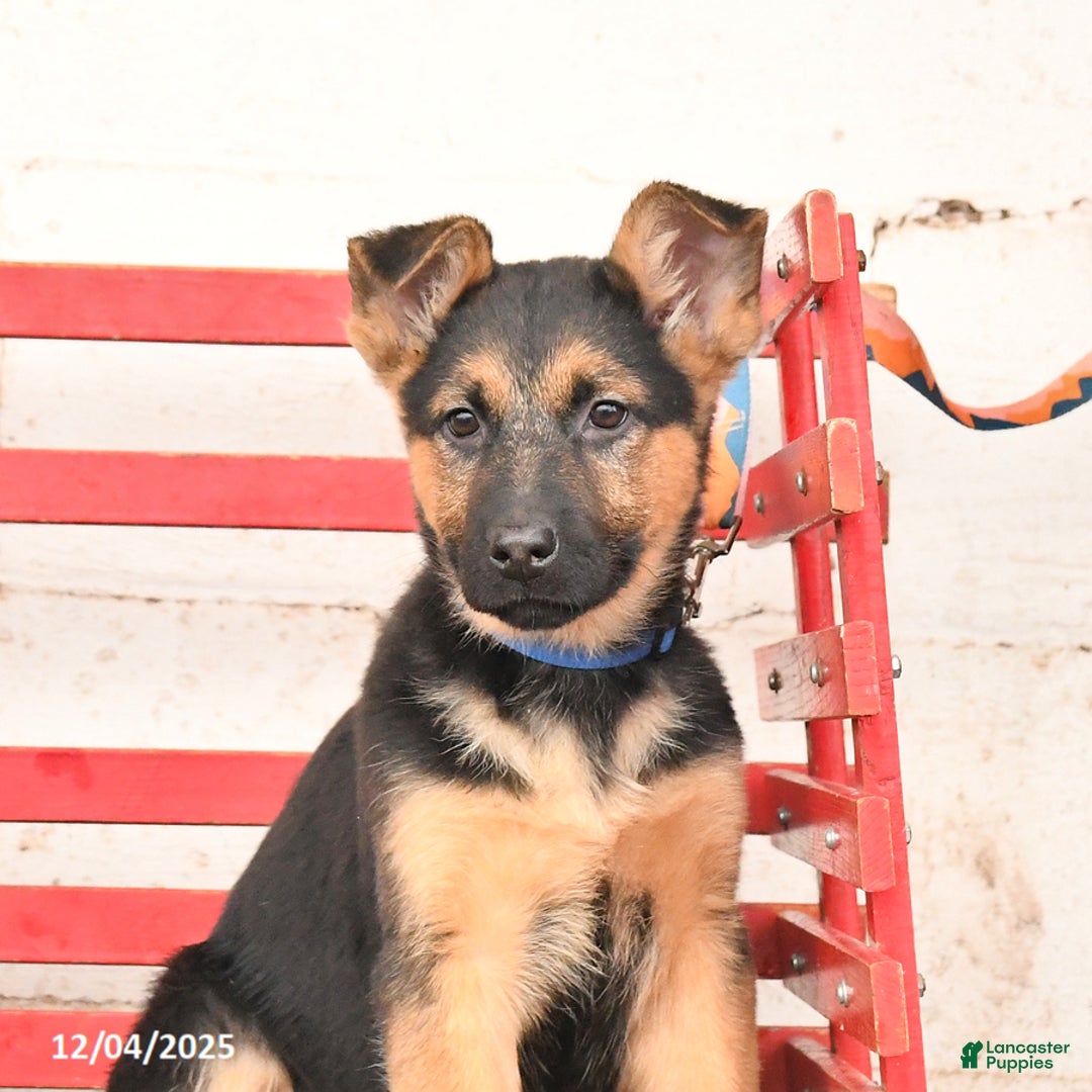 German Shepherd dogs for sale: Willow - Ad 10