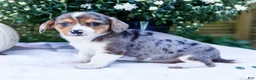 Mixed Breed dogs for sale: Pepper - Ad 5