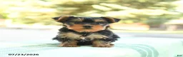 Yorkshire Terrier dogs for sale: Stella - Ad 4