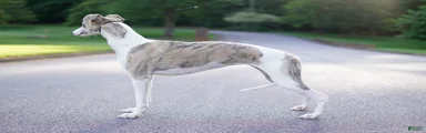 Whippet Puppy 5