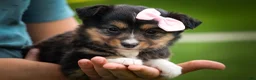Mixed Breed dogs for sale: Goldie Mae🎀 - Ad 5