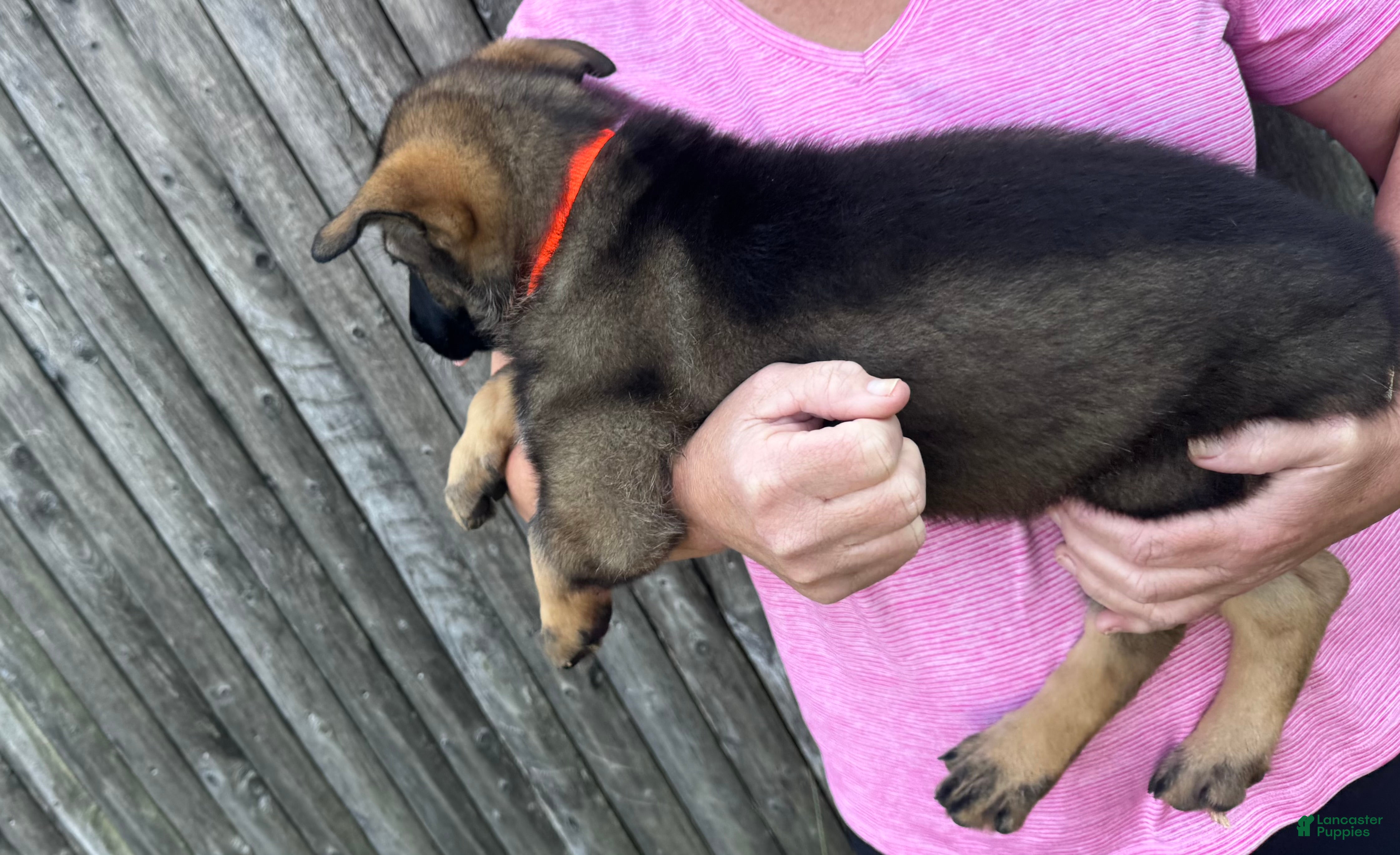 German Shepherd dogs Storm - Ad 2