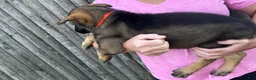 German Shepherd dogs for sale: Storm - Ad 2