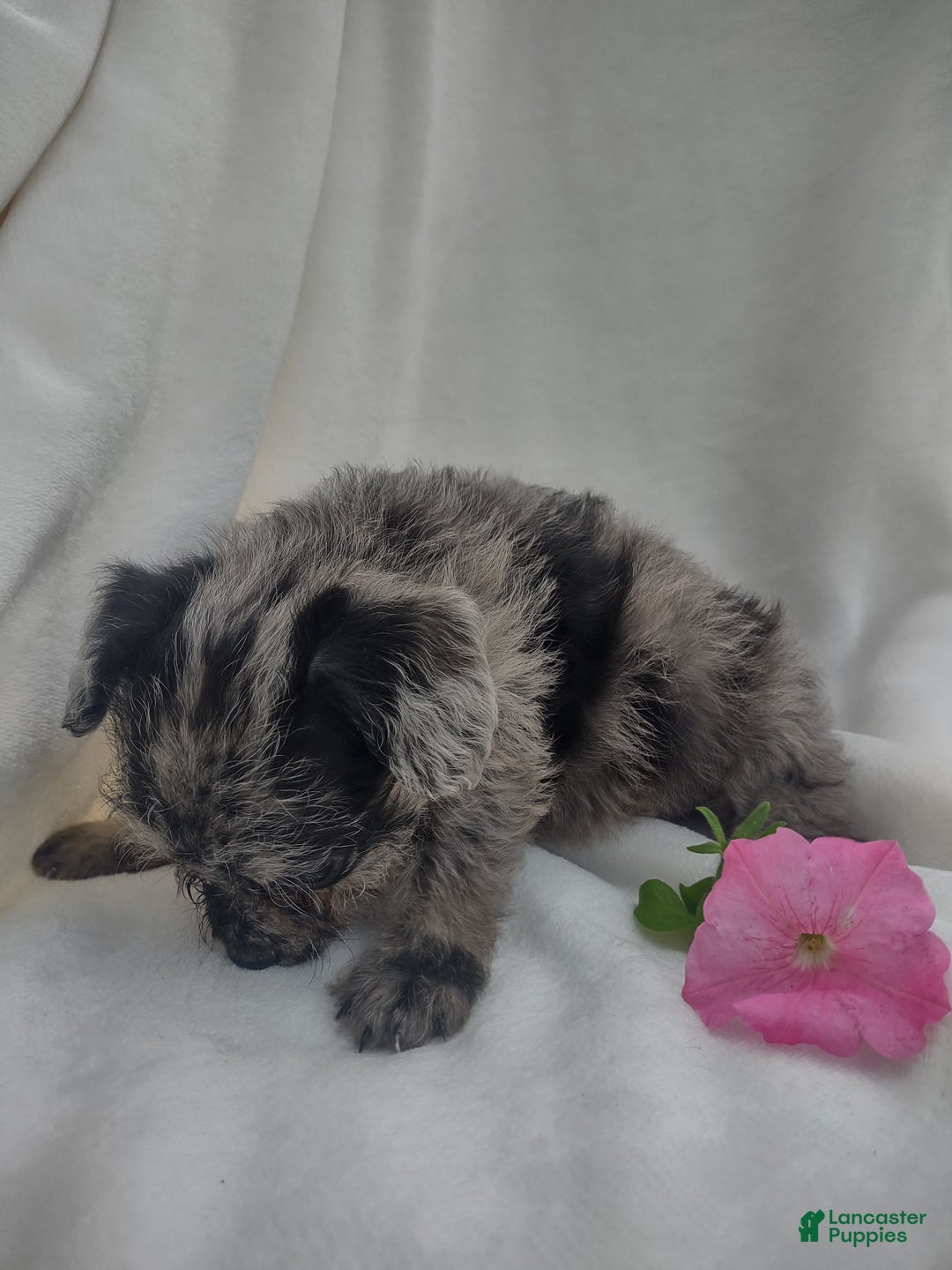 Chipoo dogs for sale: Jada - Ad 5