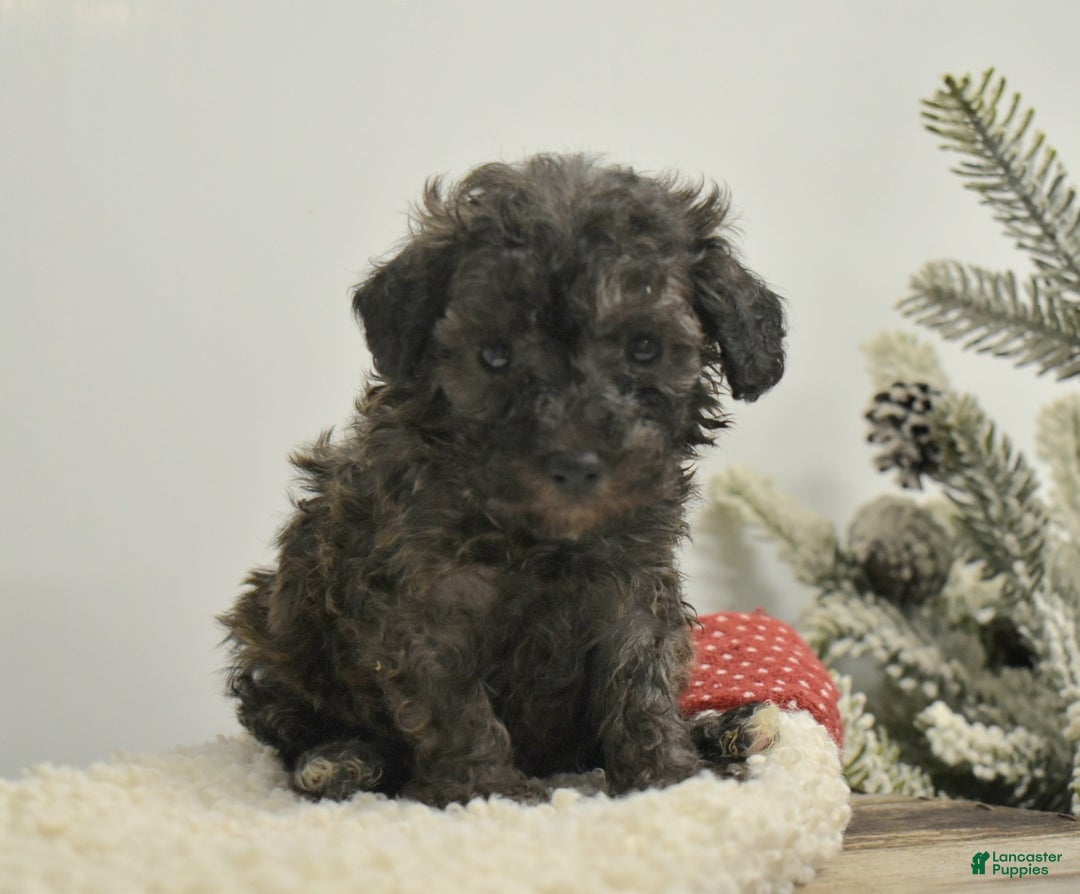 Toy Poodle dogs for sale: Brielle - Ad 6