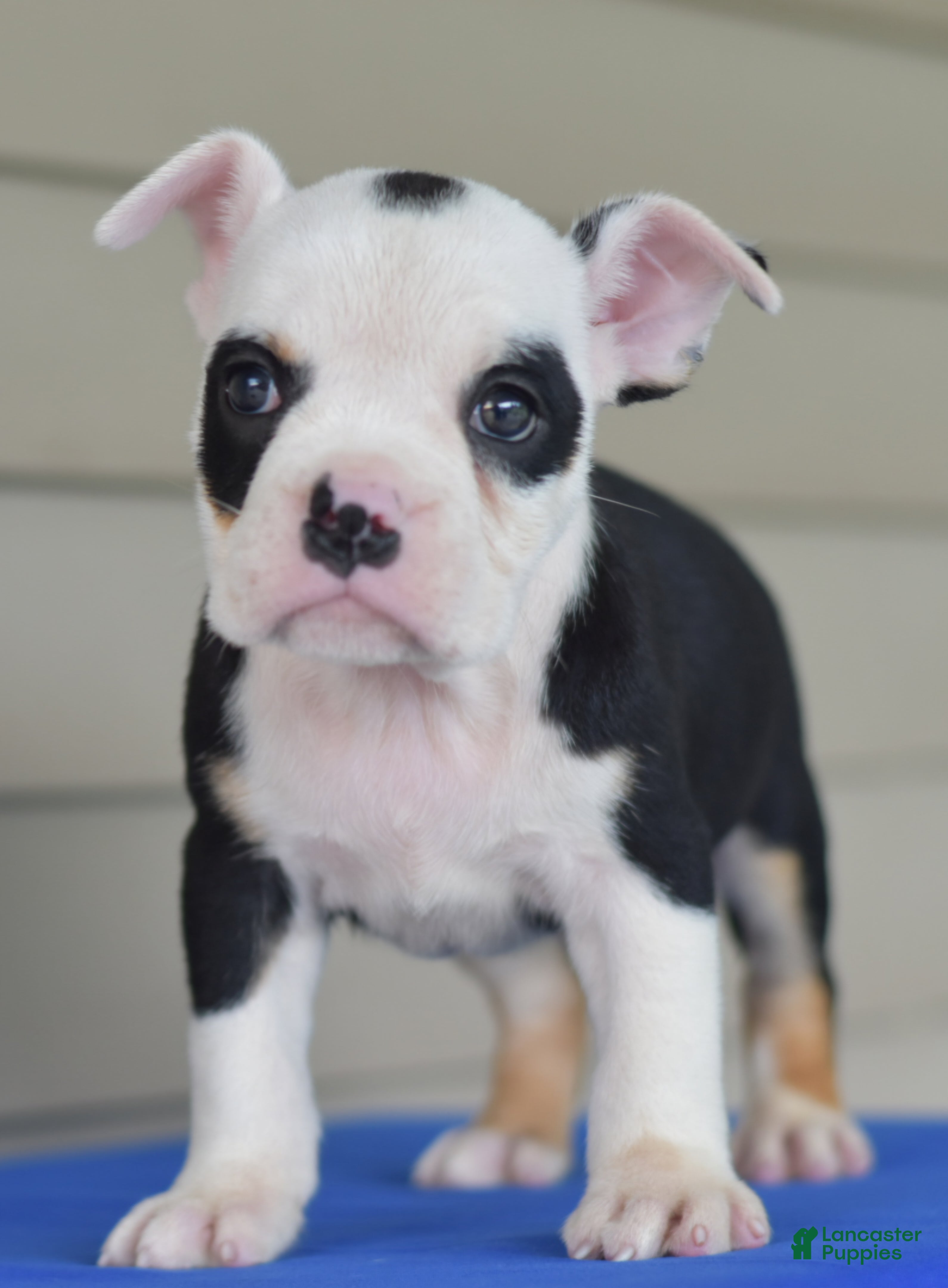 Mixed Breed dogs Bruno mini hybrid bulldog  - Ad 2