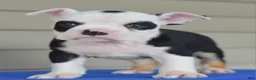 Mixed Breed dogs for sale: Bruno mini hybrid bulldog  - Ad 7