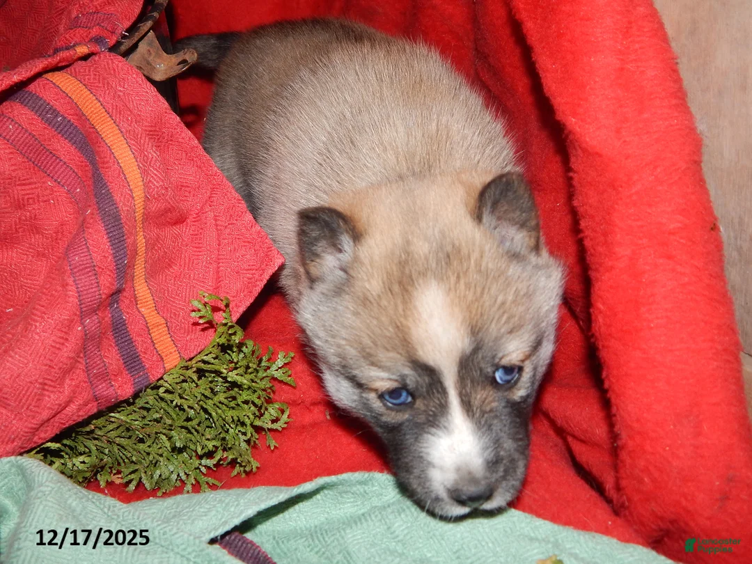 Pomsky dogs for sale: Ava  - Ad 6