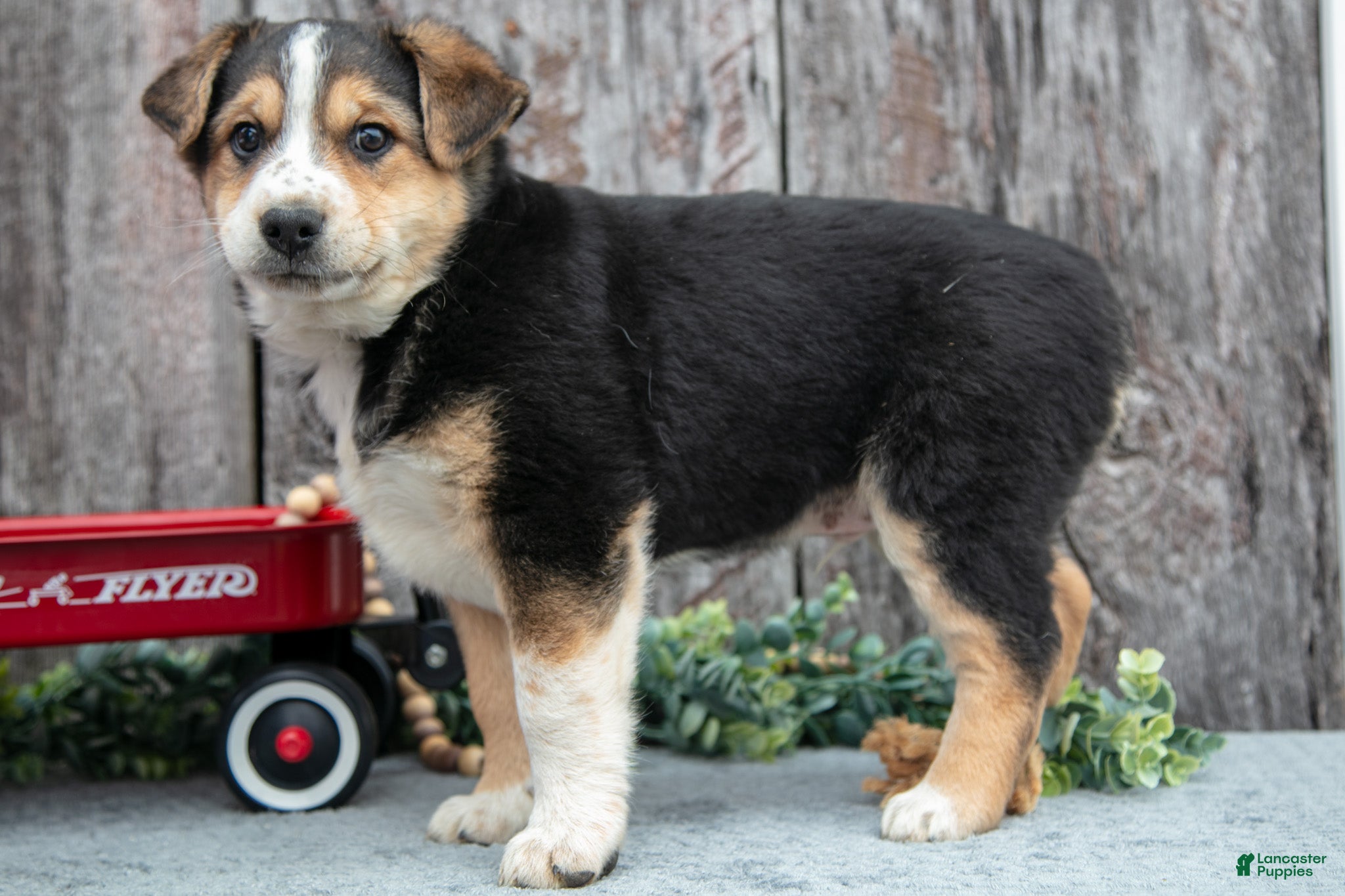 Mixed Breed dogs for sale: Buster - Ad 2