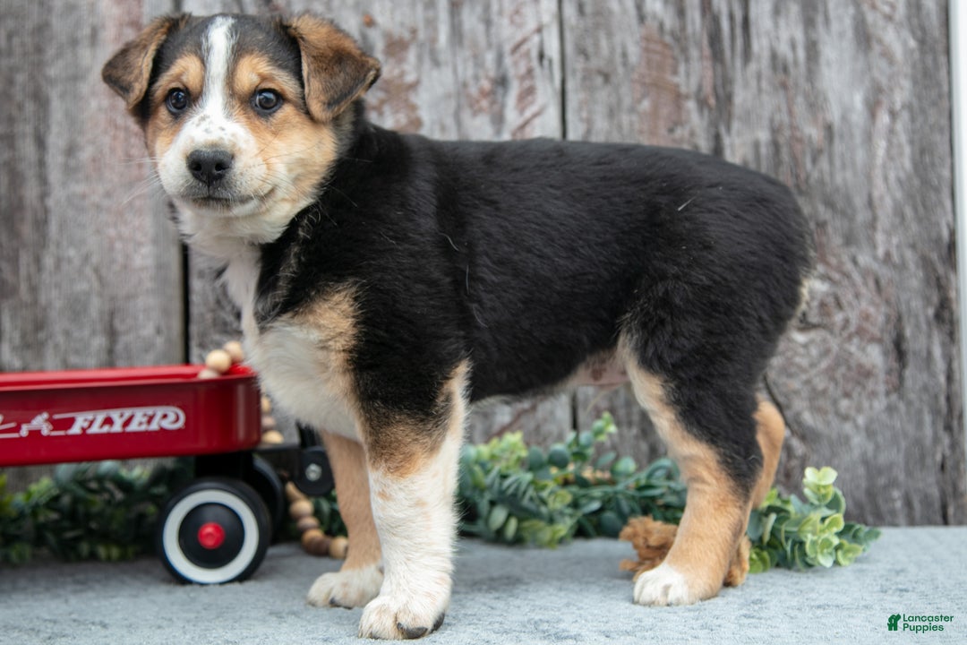 Mixed Breed dogs for sale: Buster - Ad 1