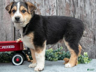 Mixed Breed dogs for sale: Buster - Ad 2