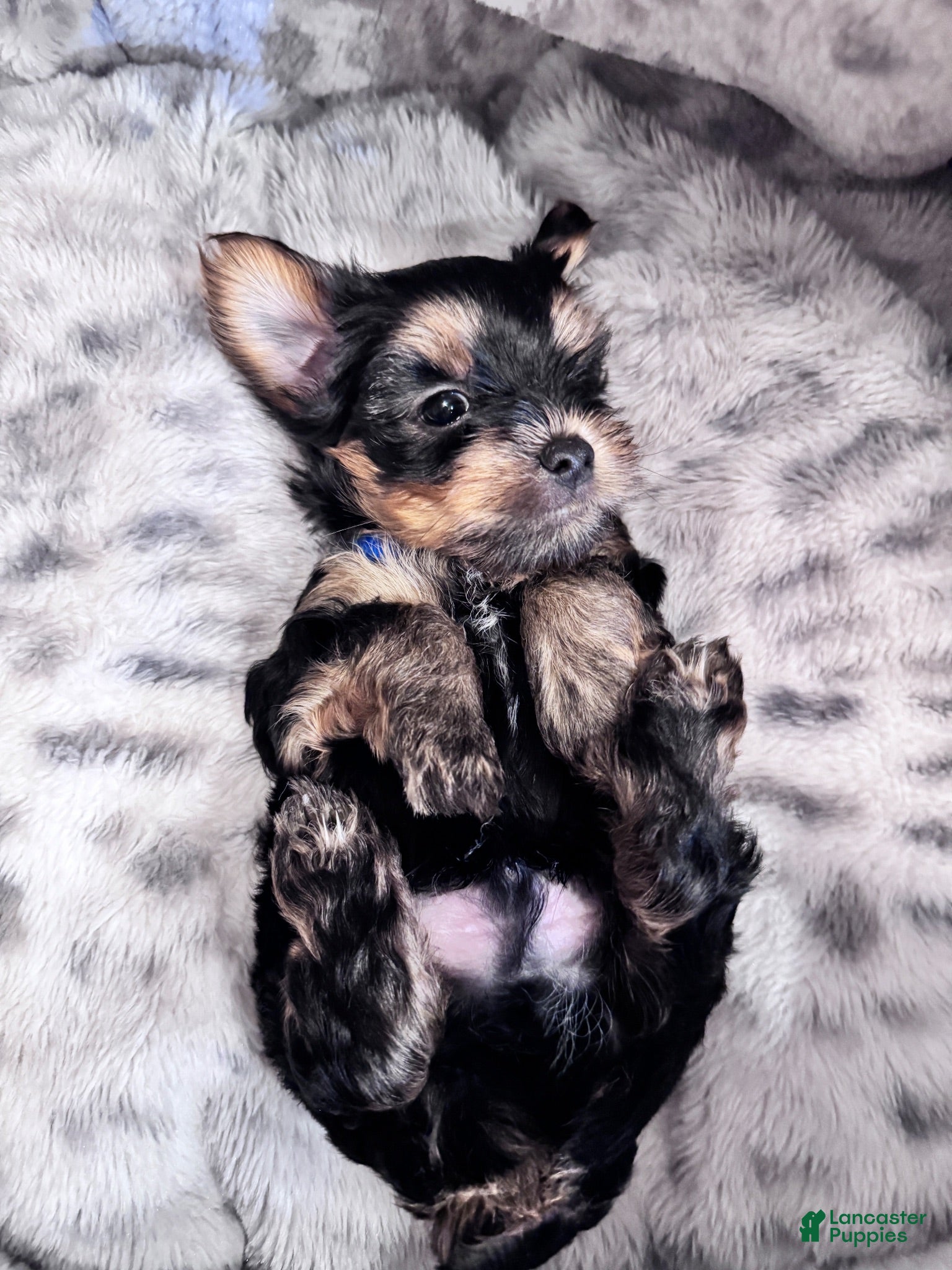 Yorkshire Terrier dogs Max - Ad 30
