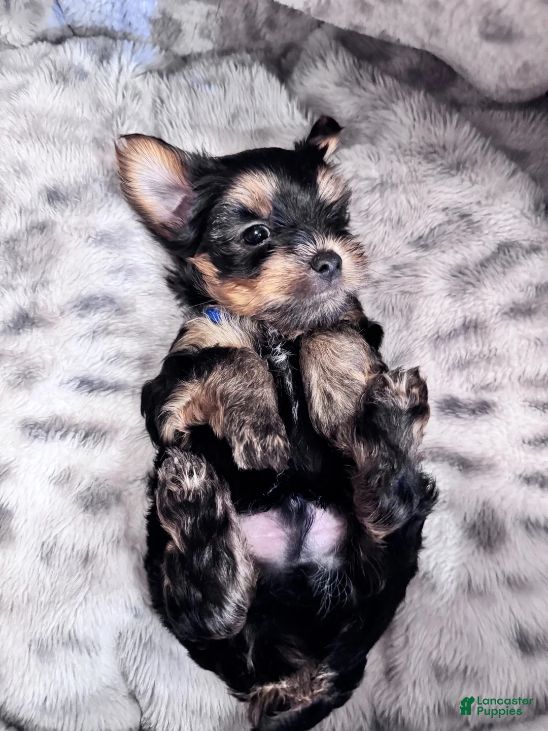 Yorkshire Terrier dogs for sale: Max - Ad 1