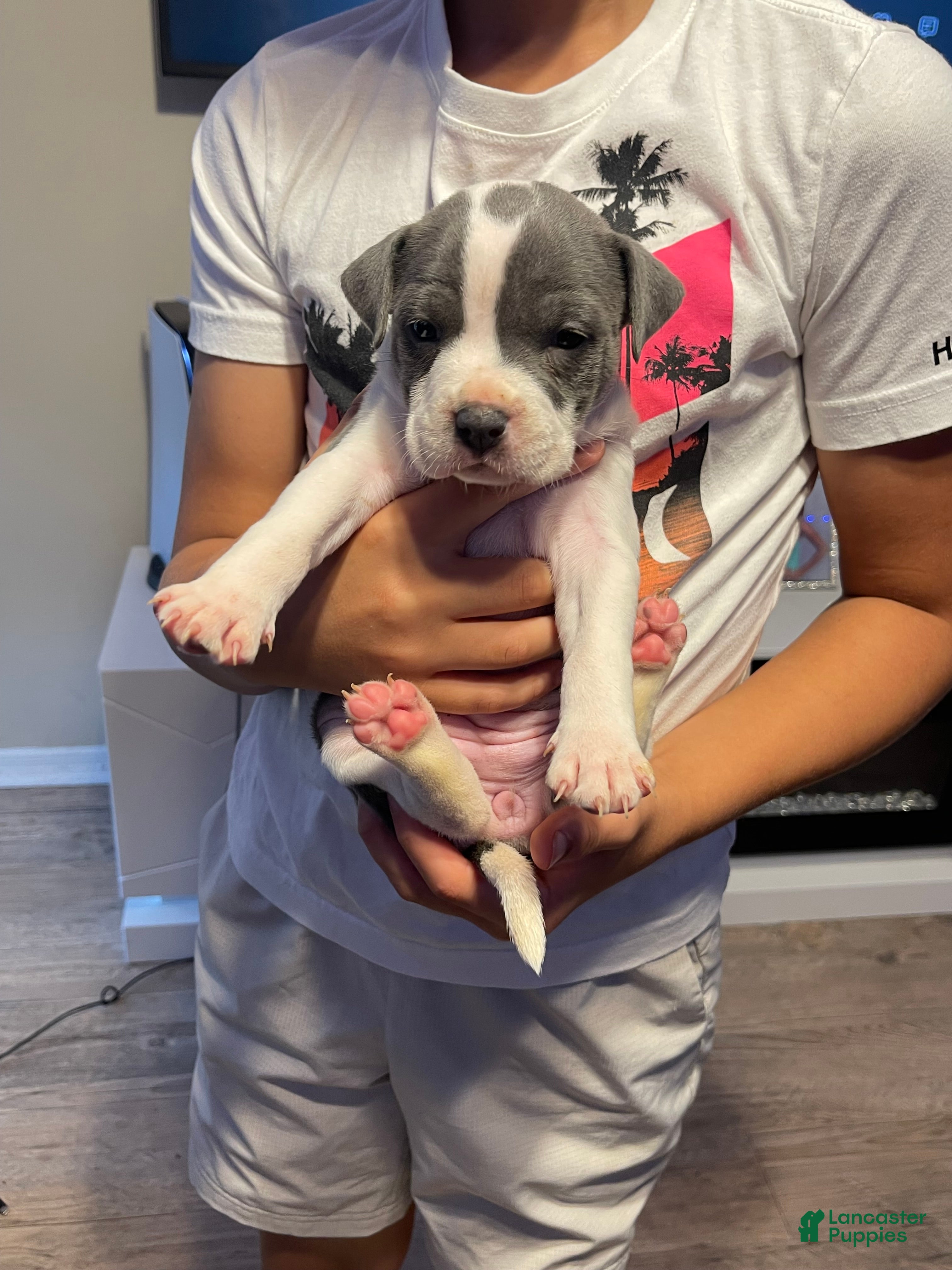 American Pit Bull Terrier dogs American Pit Bull Terrier 7 - Ad 11