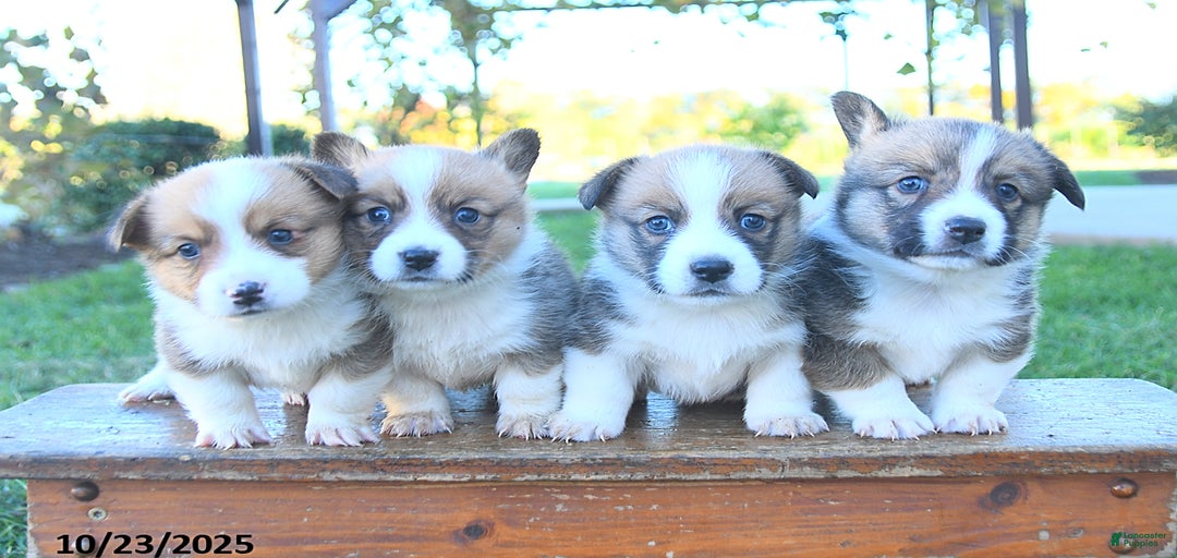 Gallery Image {{count}}