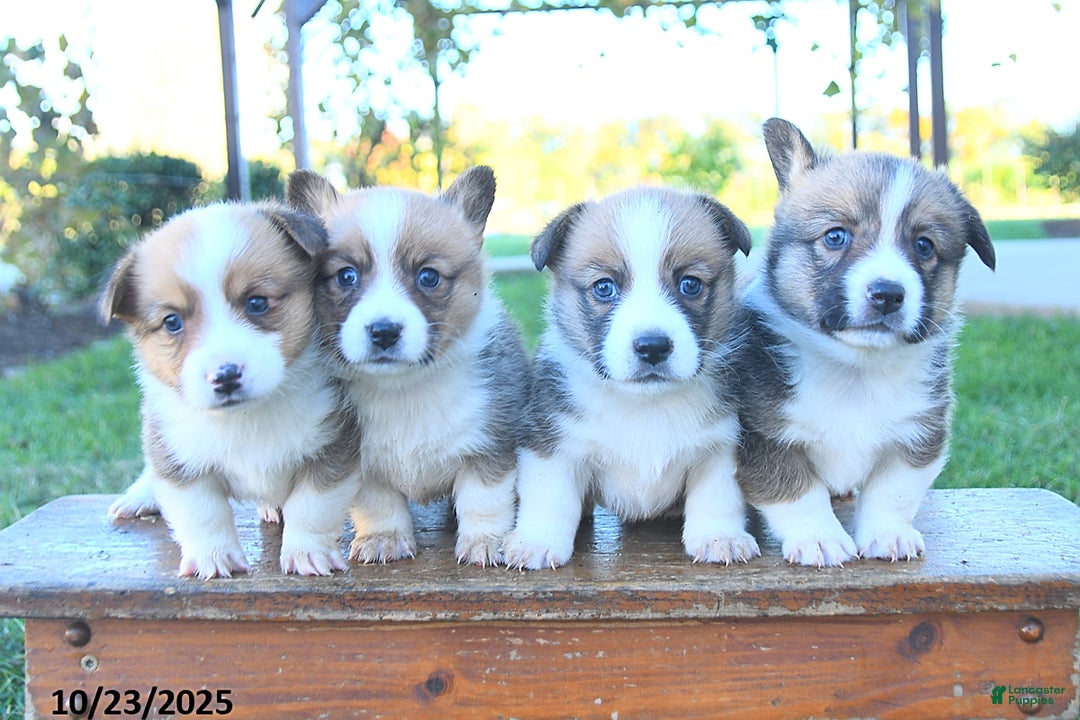 Gallery Image {{count}}