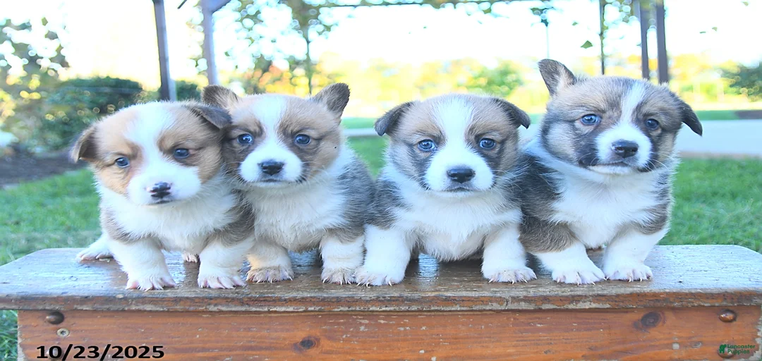 Gallery Image {{count}}