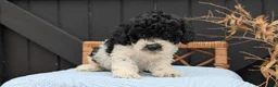 Havapoo dogs for sale: Max - Ad 3