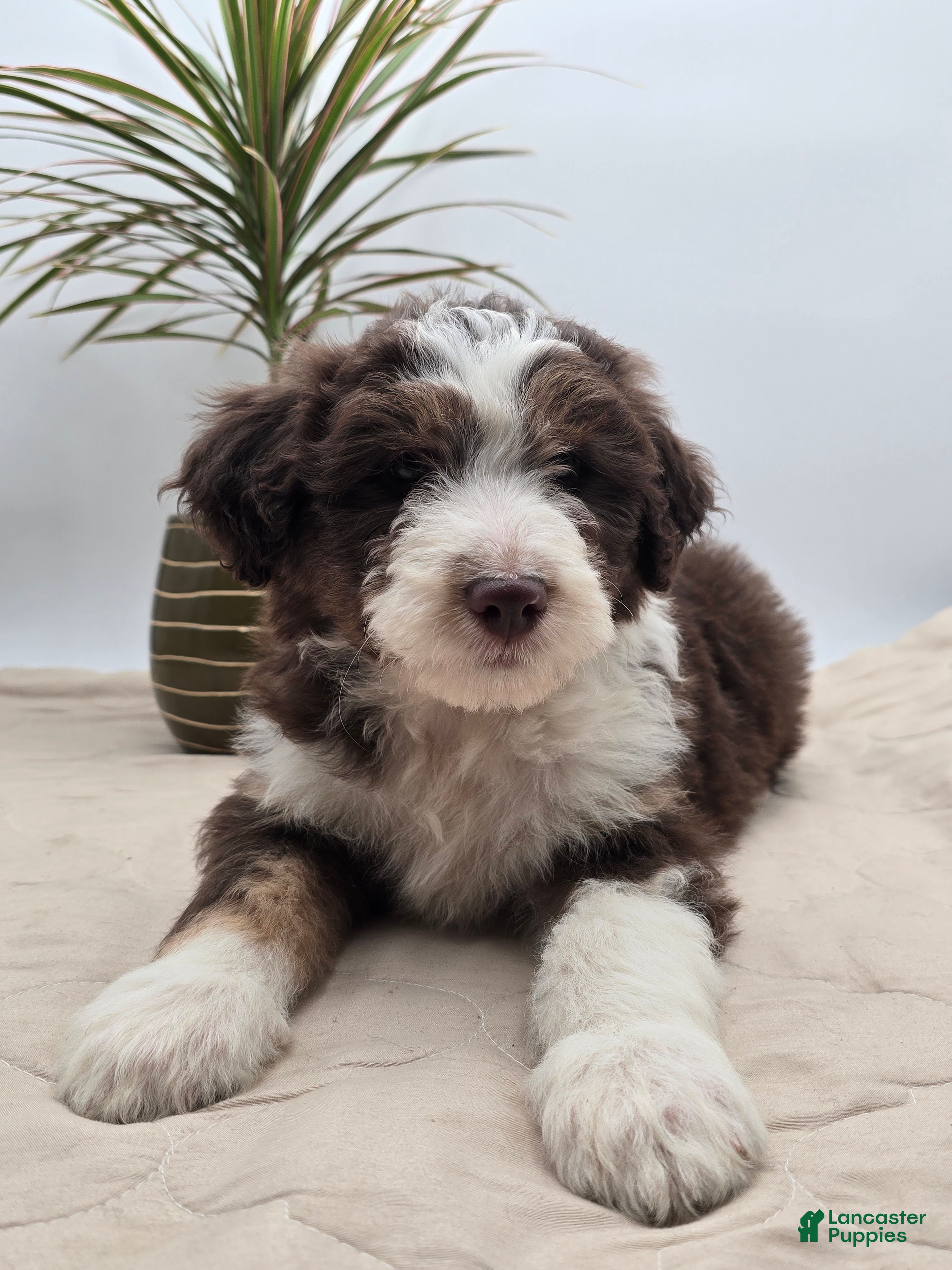 Aussiedoodle dogs Leo - Ad 1