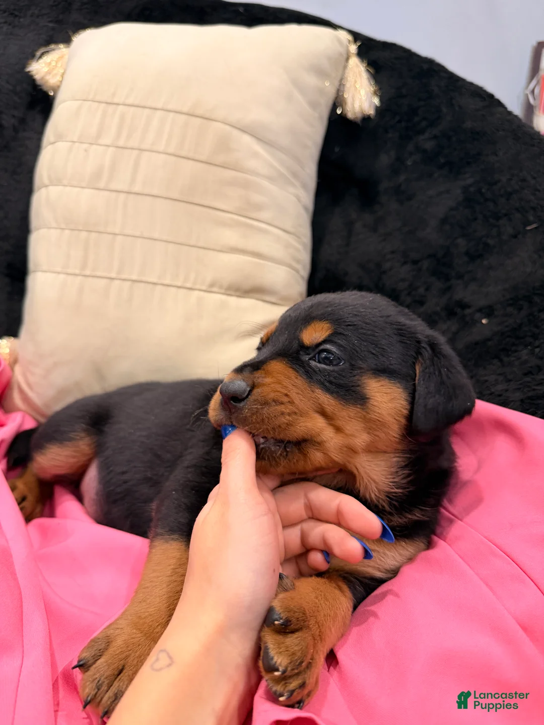 Rottweiler dogs for sale: Rottweiler Puppy 1 - Ad 5