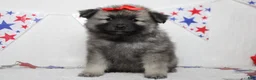 Keeshond dogs for sale: Elsa  - Ad 9