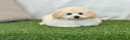 Bichpoo dogs for sale: Kylie  - Ad 8