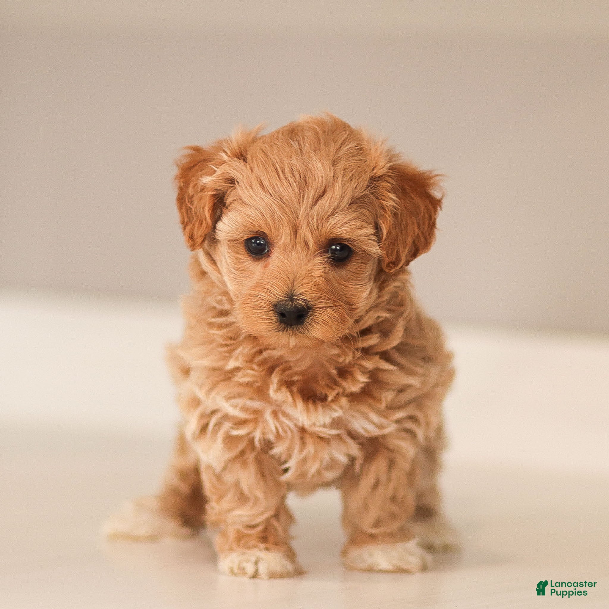 Maltipoo dogs Maltipoo Puppy 2 - Ad 1