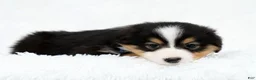 Australian Shepherd dogs for sale: Leo - Ad 8