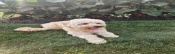 Mini Goldendoodle dogs for sale: Maddy - Ad 4