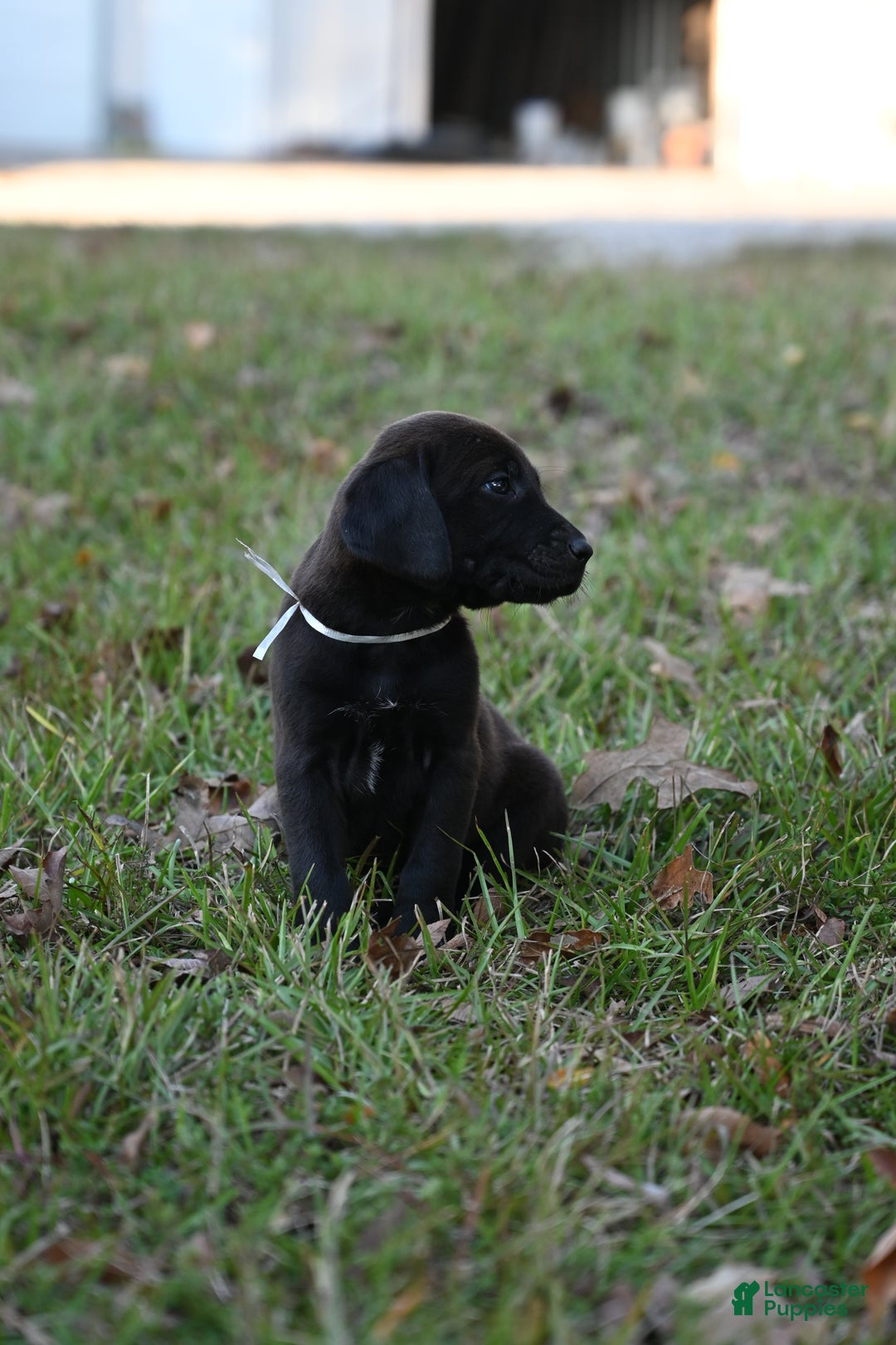 Mixed Breed dogs for sale: Puppy 7 - Ad 1